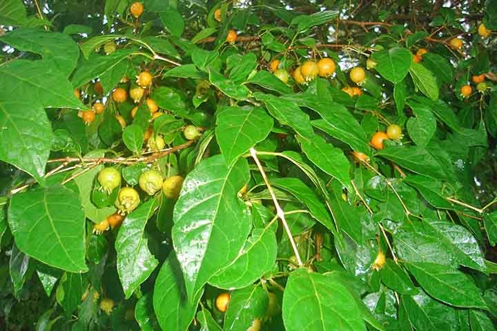 A guabiroba também pode ser utilizada para fazer doces, como compotas, geleias e mousses, além de ser utilizada para fazer licores.