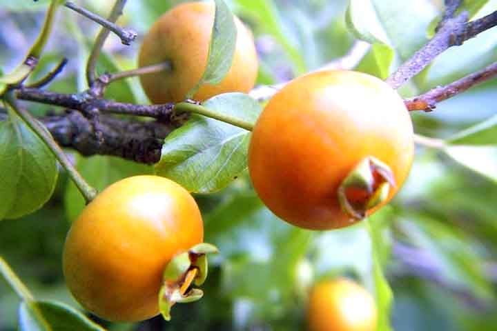 Guabiroba: O nome guabiroba tem origem tupi e significa árvore da casca amarga. É uma fruta que pode ser consumida fresca, como sobremesa ou lanche.