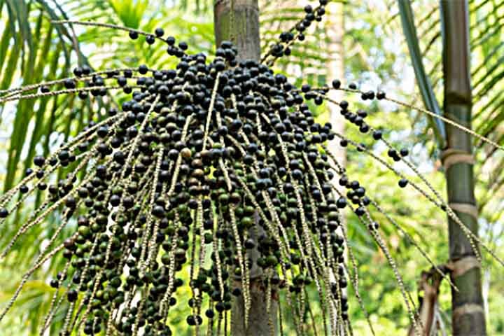A juçara é rica em antioxidantes, fibras, vitaminas e minerais, sendo considerada uma fruta bastante nutritiva.