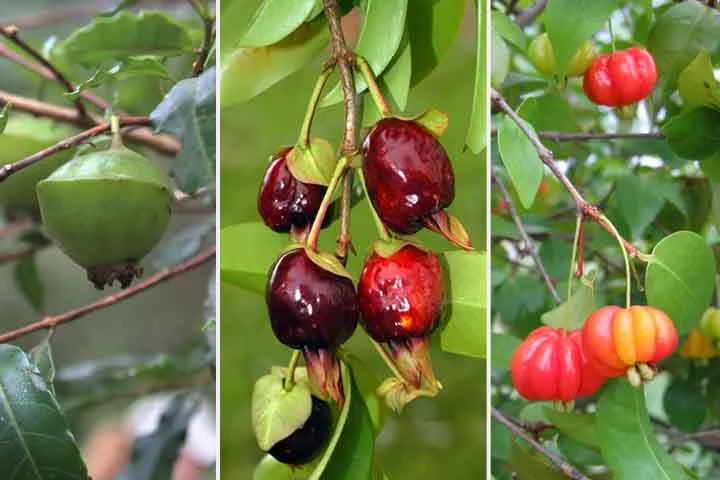 Muitas dessas frutas são pouco conhecidas do grande público, mas merecem ser valorizadas por seus sabores únicos, benefícios à saúde e importância para a preservação ambiental. Conheça algumas!