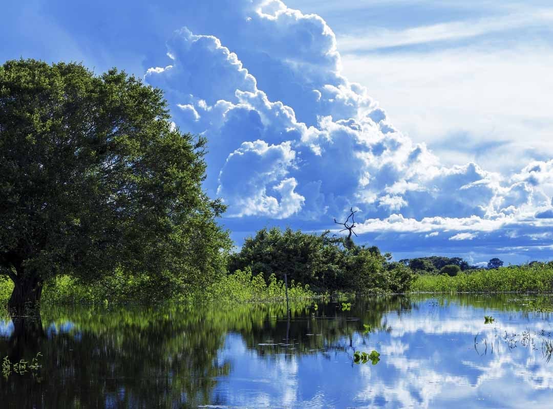 Elas frequentam uma ampla variedade de habitats, mas preferem áreas próximas a corpos d'água, como lagos e rios, onde suas larvas se desenvolvem.