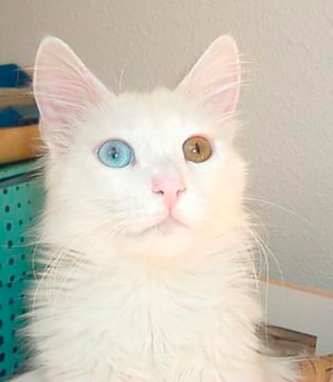 Angorá - Originário da Turquia. Conhecido na Europa desde o século 17, tem pelagem longa e sedosa, com predominância do branco e do laranja. A cor dos olhos varia.  Alguns gatos têm um olho de cada cor. Vive de 12 a 18 anos.  