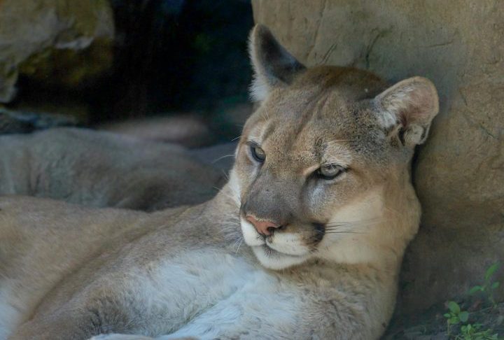 O puma é classificado como Pouco Preocupante pela Lista Vermelha da IUCN em termos globais, mas algumas populações estão ameaçadas por perda de habitat, caça e conflitos com humanos. 