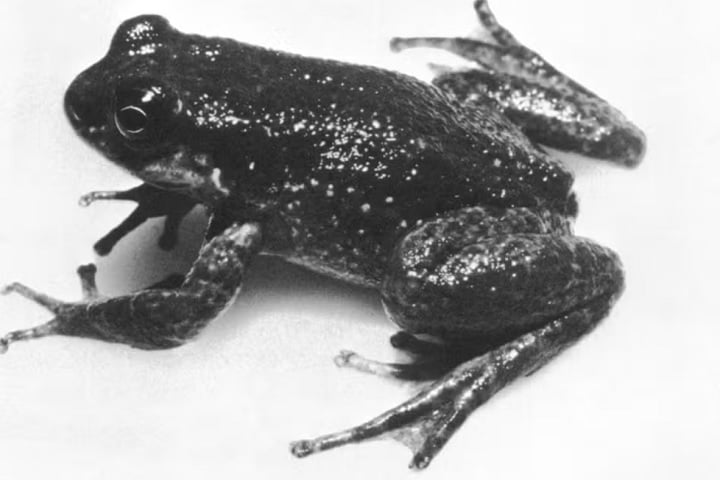 Sapo-fedorento: O nome já entrega. Quando se sente ameaçado, esse pequeno anfíbio libera um cheiro na pele composto pela mesma substância encontrada no líquido fétido liberado pelos gambás.