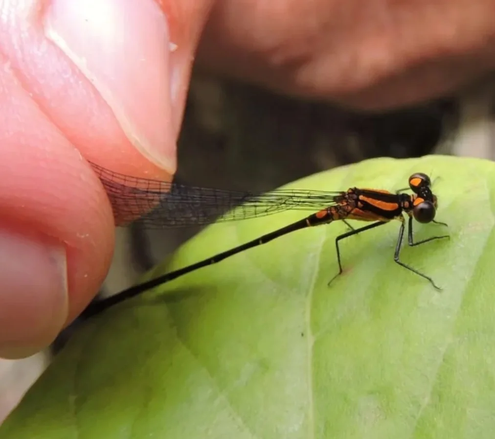 A primeira faz parte do gênero Argia e por isso ganhou o nome de Argia Sertaneja, em homenagem ao sertão brasileiro. 
