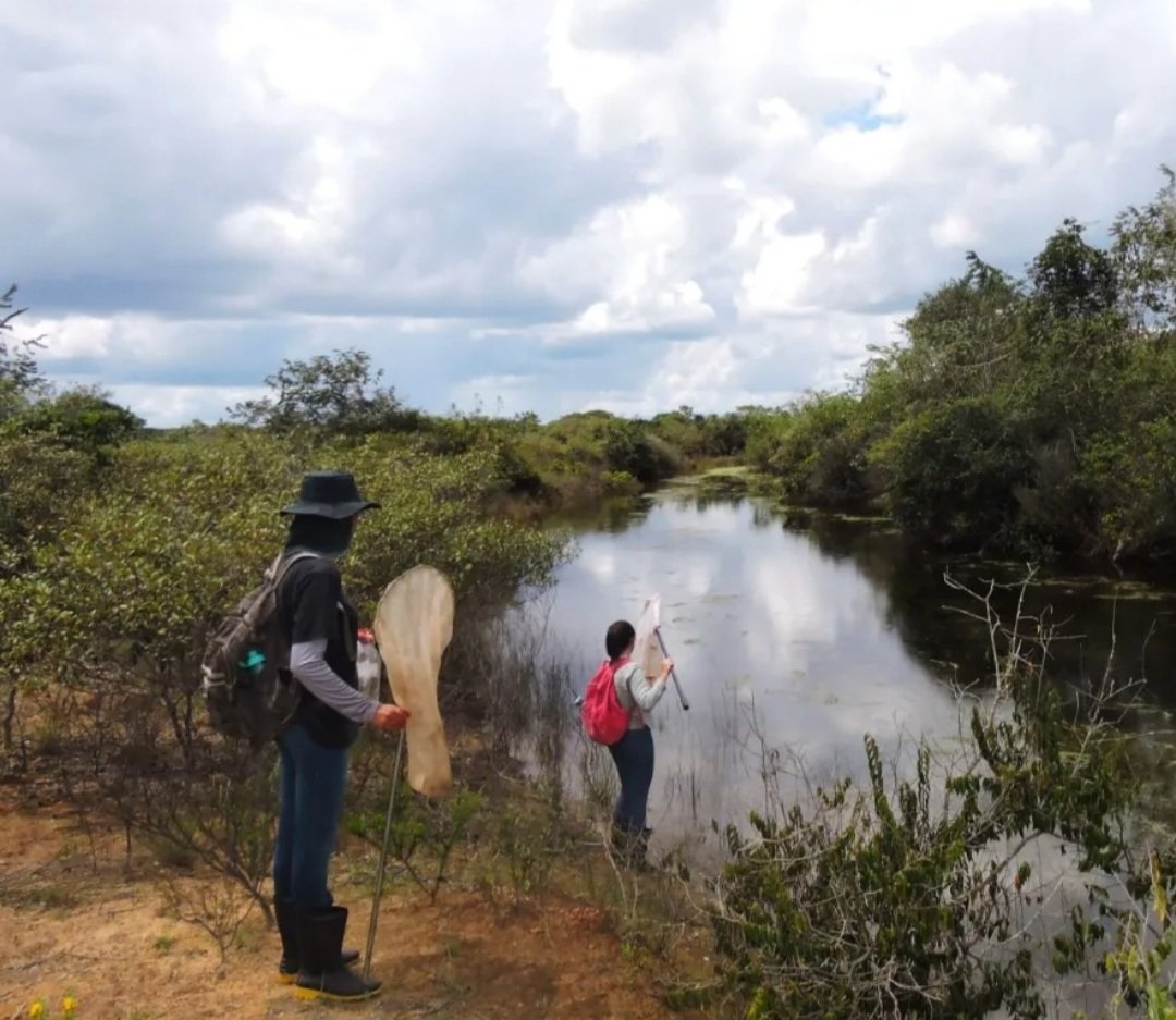 Cientistas do Instituto Federal de Minas Gerais descobriram  recentemente duas novas espécies de libélula, encontradas no Parque Nacional Grande Sertão: Veredas, entre Minas Gerais e Bahia.