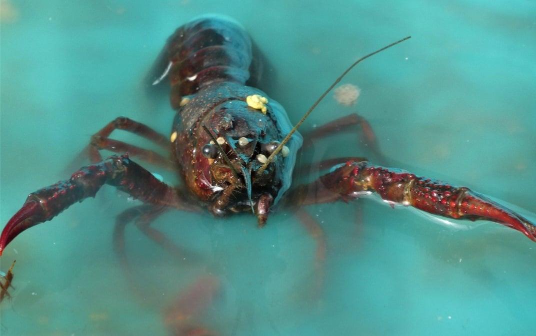 Um dos crustáceos mais apreciados na gastronomia mundial, a lagosta se tornou um prato refinado devido à sua história, sabor e métodos de preparo. Rica em proteínas, ela ajuda a movimentar a economia, assim como está presente na cultura e nas artes. 