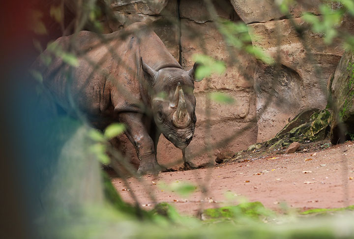 Rinoceronte negro do oeste africano: Essa espécie habitava a savana do centro-oeste da África. O animal foi declarado extinto em 2011, devido à caça predatória.