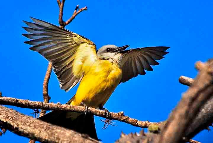 Da Vinci era também um observador incansável da natureza, investigando fenômenos como o voo dos pássaros e a dinâmica dos fluidos. 