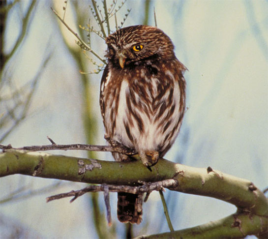 Caburé-de-Pernambuco: Essa espécie de coruja, que vivia no nordeste do Brasil, foi descrita em 2002 e considerada extinta em 2023, devido à destruição do habitat e à caça predatória.