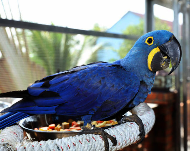 Ararinha-azul: Era a menor espécie de arara do mundo, com apenas 30 cm de comprimento. A espécie era encontrada na Caatinga, no nordeste do Brasil, e foi declarada extinta em 2020.