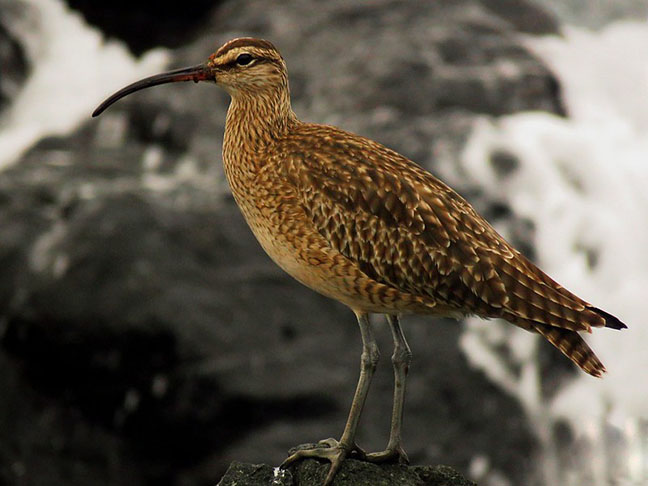 Maçarico-esquimó: É uma ave migratória que habita o Ártico durante o verão e o Brasil, Argentina, Chile e Uruguai durante o inverno. Atualmente, a espécie é considerada criticamente ameaçada de extinção por conta da destruição de seu habitat.
