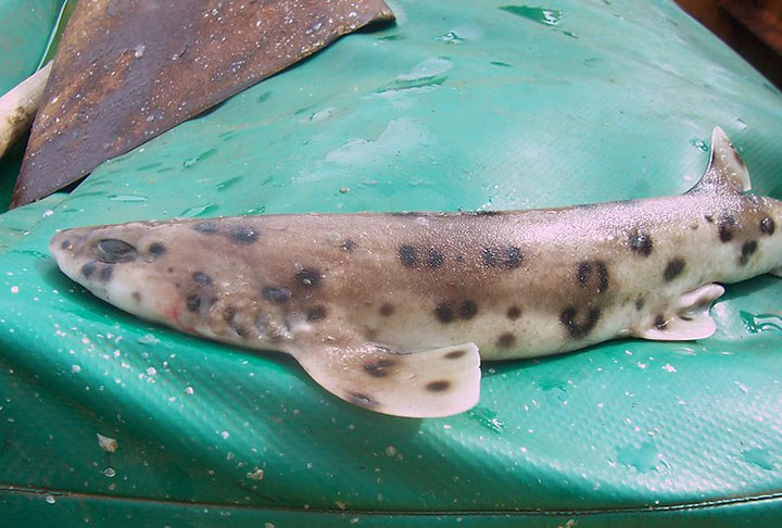 Tubarão-lagarto: Considerado extinto, essa espécie de tubarão deixou de existir principalmente por conta da pesca acidental em redes de arrasto. O Tubarão-lagarto habitava as águas do sul do Brasil.