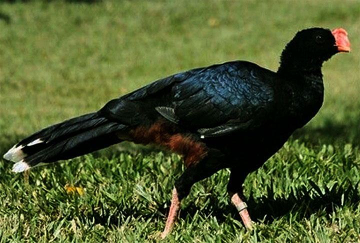 Mutum-do-Nordeste: Essa ave, natural da mata atlântica brasileira, foi extinta na década de 1980, no entanto, um programa de reprodução em cativeiro começou a reintroduzir a espécie na natureza em 2017.