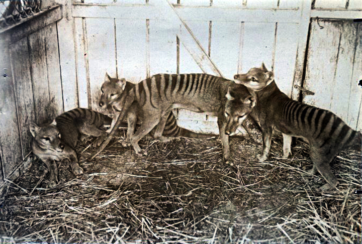 Tilacino: Também conhecido como lobo-da-tasmânia, esse marsupial carnívoro que habitava a Austrália e a Nova Guiné foi extinto no século 20, possivelmente devido à sua caça predatória.