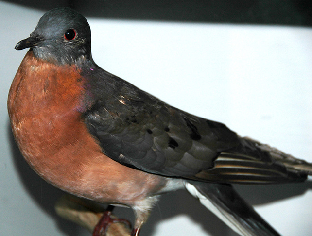 Pombo-passageiro: Extinta na década de 1900, essa espécie de pombo habitou a América do Norte e era uma das aves mais abundantes do mundo, com uma população estimada em 3 a 5 bilhões de indivíduos. Os bandos eram tão grandes que podiam escurecer o céu!