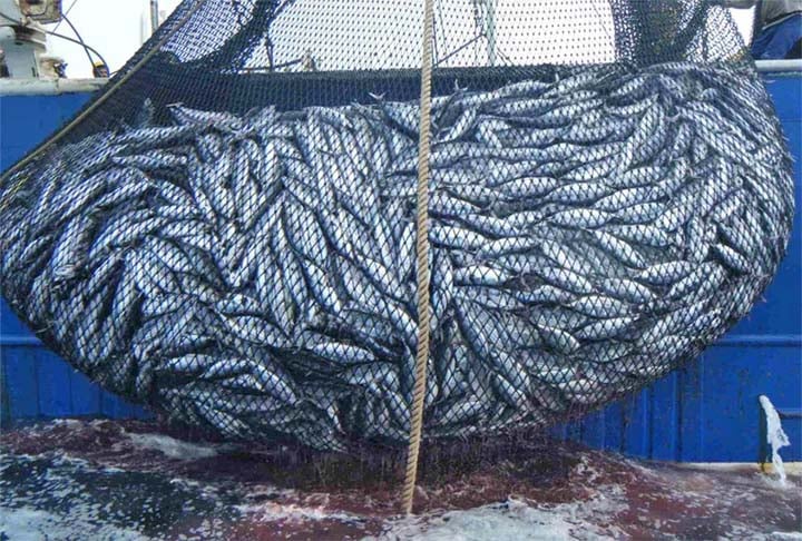 Além disso, a sardinha também é pescada em larga escala, o que pode ter impactos no ecossistema se não for praticada de forma sustentável. 