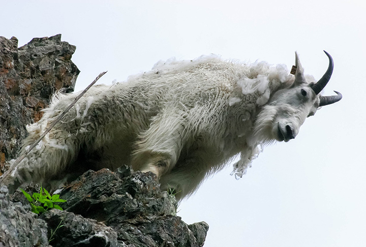 Cabra montesa: Também conhecido como íbex-ibérico, essa era uma espécie de mamífero natural da Península Ibérica, nas montanhas da Espanha e Portugal. O animal é ameaçada de extinção devido à caça e ao impacto do turismo na região.