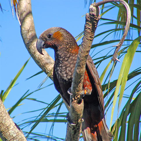 Norfolk Kaka: Essa era uma espécie de papagaio grande que habitava a Ilha Norfolk, na Austrália, e que foi extinto no século 19. Os kakas eram caçados principalmente por sua carne e por seus ovos. 