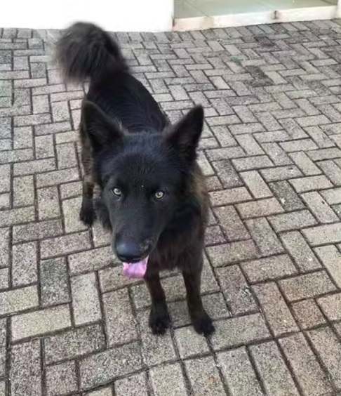 Depois do episódio, Natalia lançou uma campanha nas redes sociais para tentar encontrar um lar para o cãozinho. Quem estiver com vontade [de adotar], tenho certeza que será muito acolhedor, pois ele é muito bonzinho, disse ela.