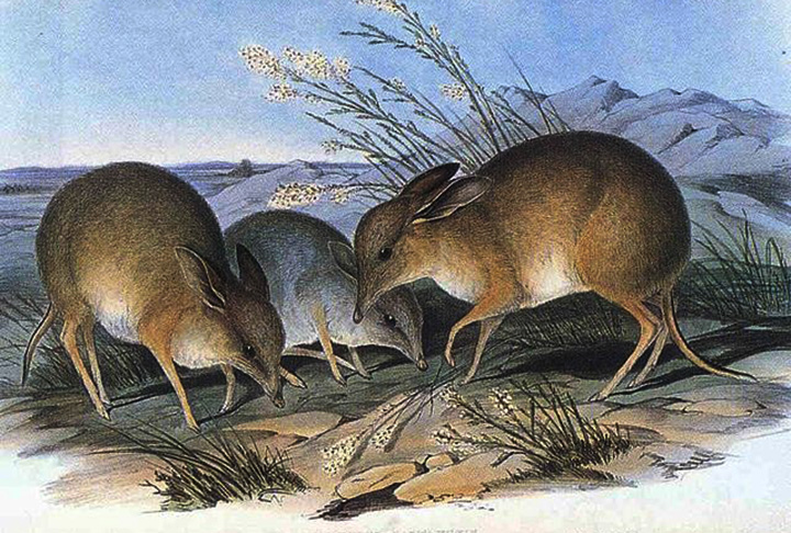 Bandicoot-pés-porco: Esse animal habitava as regiões áridas do interior da Austrália e foi extinto no século 20. Era um animal noturno, que vivia em tocas subterrâneas.