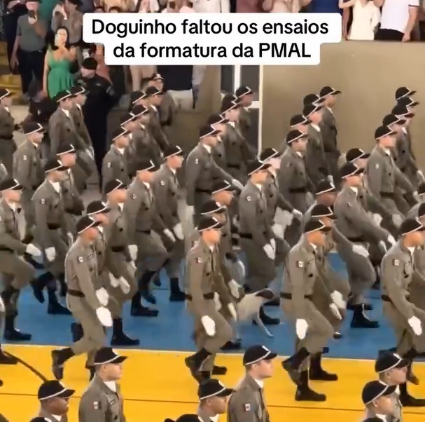 Nas imagens, dá para ver o vira-lata caminhando na mesma direção e com passos meticulosamente coordenados, encantando os presentes no ginásio.