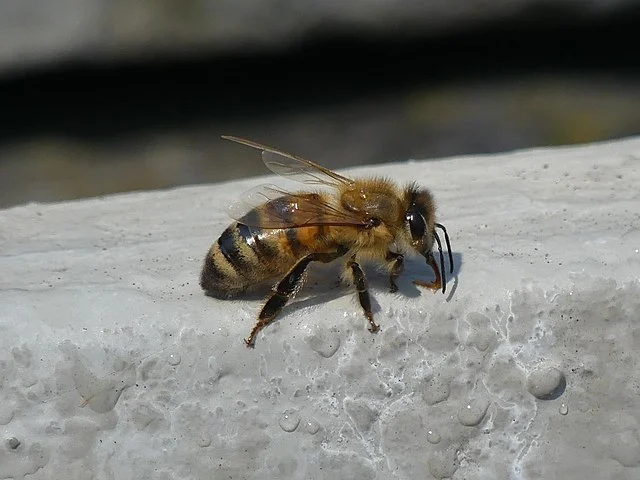 A abelha comum, também conhecida como abelha-europeia, é uma espécie originária de regiões da Europa e da Ásia, mas hoje elas já circulam pelos cinco continentes.
