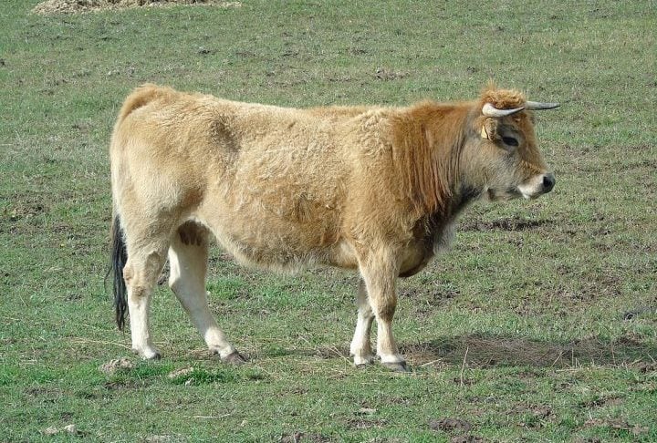 Apesar das condições inóspitas — clima severo, ventos fortes, chuvas frequentes e ausência de fontes permanentes de água —, os animais sobreviveram por mais de um século.