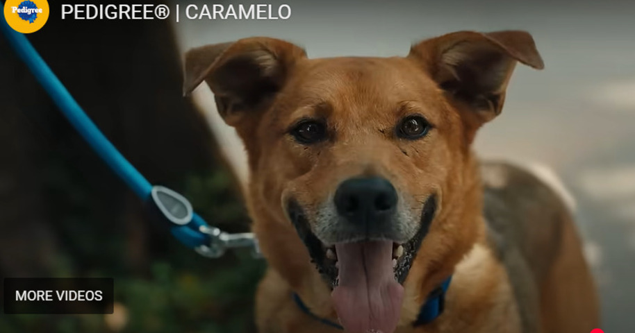 Mas diz que, apesar de popular,  ele tem 90% menos chance de ser adotado do que um cachorro de raça definida. E incentiva a adoção, lembrando que esse animal amigo é o 'rei dos memes' 