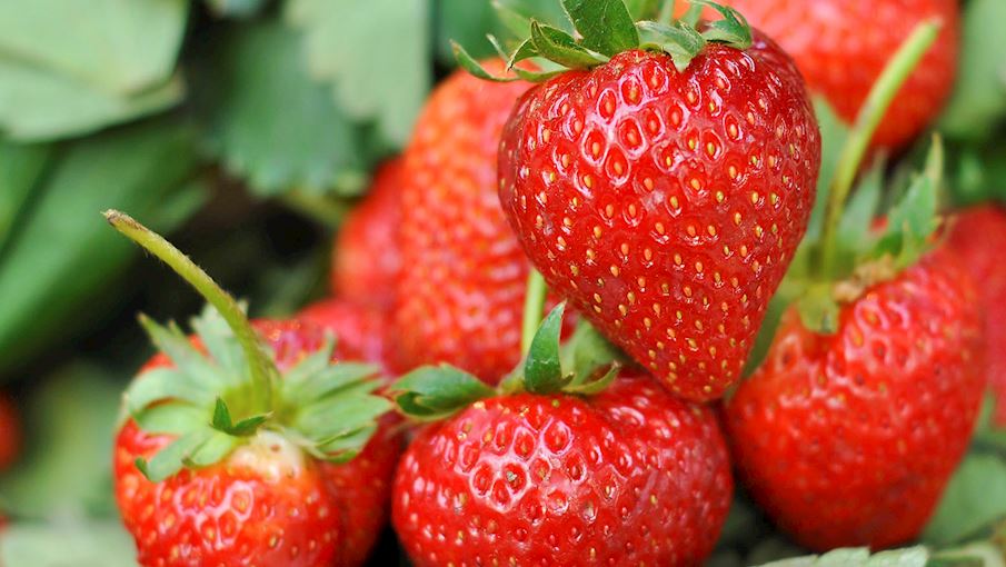 5. Truskawka kaszubska: São morangos dos tipos Elsanta , Honeoye e Senga Sengana , cultivados em Kartuski, Kościerski e Bytowski, na Polônia. As variedades Elsanta e Honeoye são destinadas ao consumo direto, com polpa suculenta e firme. A variedade Senga Sengana é destinada ao processamento, com polpa firme e dura.