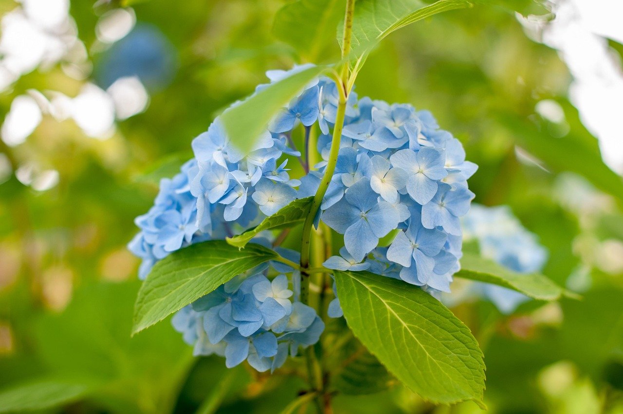 Algumas variedades também são conhecidas por suas propriedades medicinais, sendo usadas na medicina tradicional em determinadas culturas.