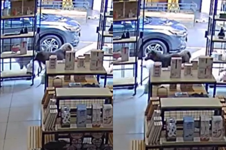 A dona da loja, Natalia Campanerut Lopes, disse que ficou surpresa, mas se divertiu com a situação. Eu estava no caixa e não vi ele pegando. Algumas meninas que estavam passando na rua que me avisaram, contou.