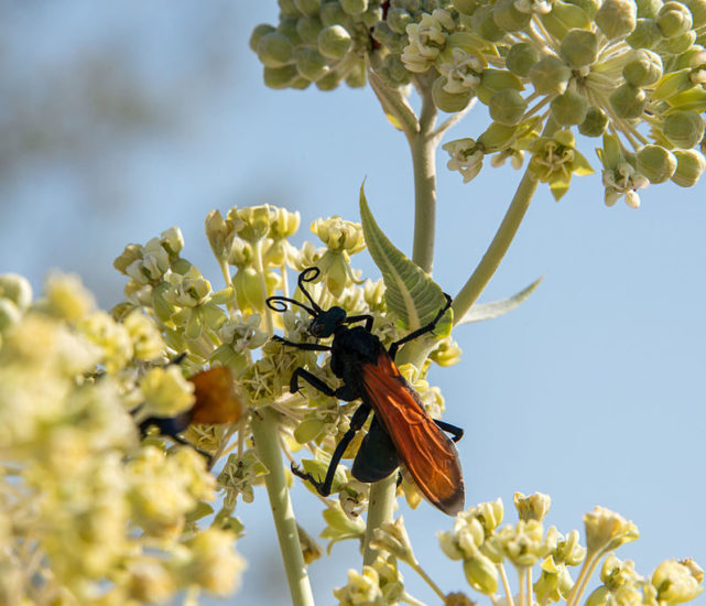Vespa-tarântula Falcão: Também conhecida como “vespa-caçadora” ou, no Brasil, como “cavalo-de-cão”, essa vespa é conhecida no mundo animal por ser uma exímia caçadora de outro animal temido por muitos: as aranhas.