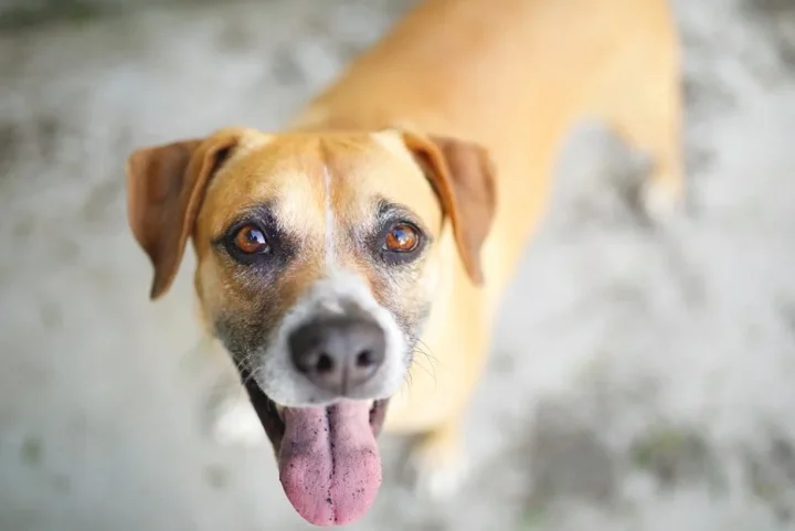 Presentes em lares em todo o Brasil, esses cães conquistam corações com sua lealdade, inteligência e alegria contagiante.