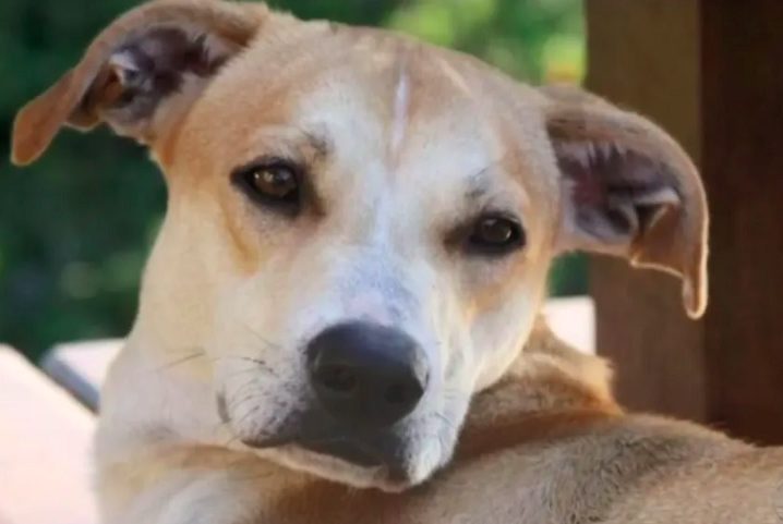 Sua popularidade vem de sua origem diversificada e miscigenada, resultado do cruzamento de diversas raças ao longo dos anos.