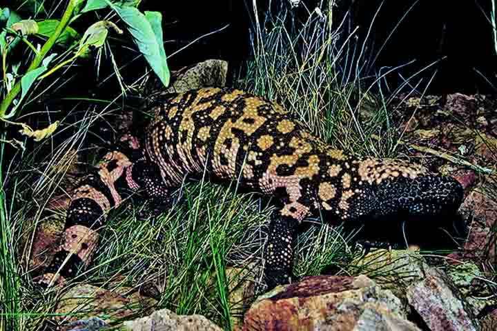 Trata-se do monstro-de-gila (Heloderma suspectum), um pequeno lagarto peçonhento encontrado no sudoeste dos Estados Unidos e no noroeste do México. 
