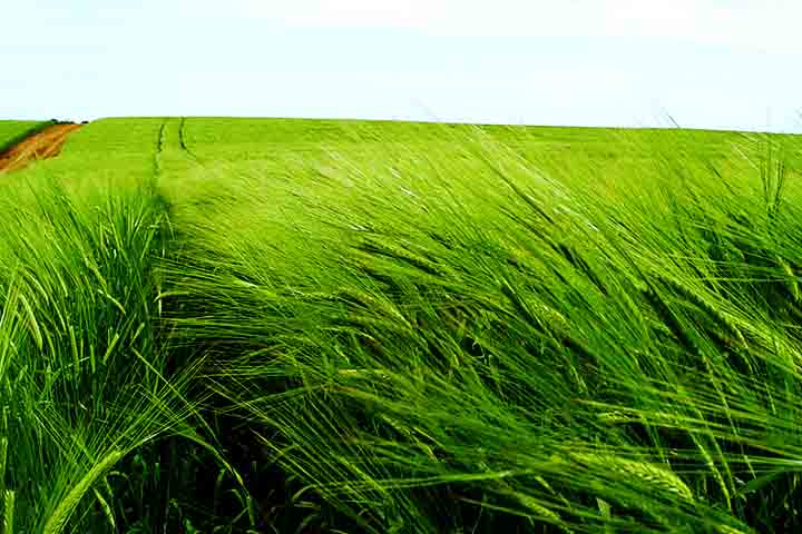 O primeiro indício de cevada domesticada ocorreu em sítios neolíticos Acerâmicos, como no Tel Abu Hureira, na Síria. Ela é cultivada na Coreia desde o período da Cerâmica Mumun (c. 1500-850 a.C.).