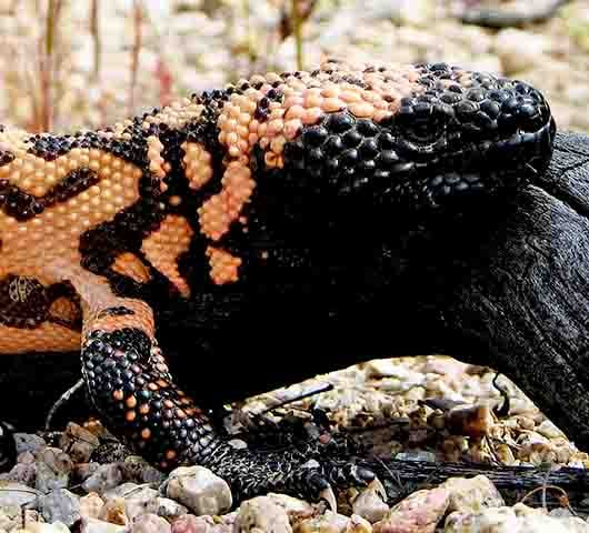 O monstro-de-gila é um réptil de movimentos lentos. Por isso, seu veneno evoluiu para ser capaz de imobilizar pequenas presas. 
