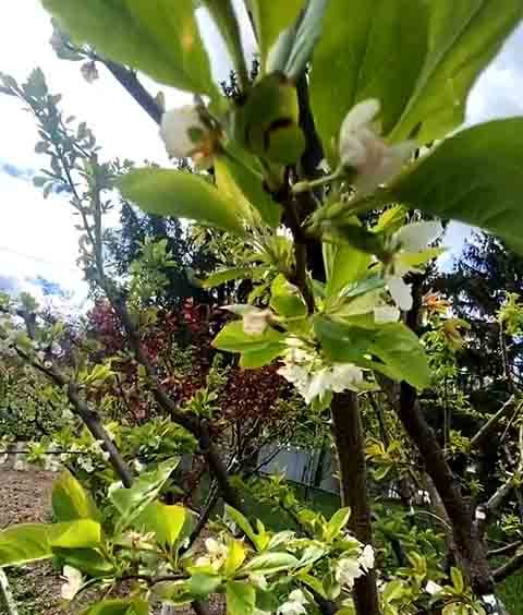 A técnica mais comum utilizada é a borbulhia, na qual uma parte da casca de uma planta matriz é inserida na casca de outra, expondo o câmbio e permitindo que ambas cresçam juntas.