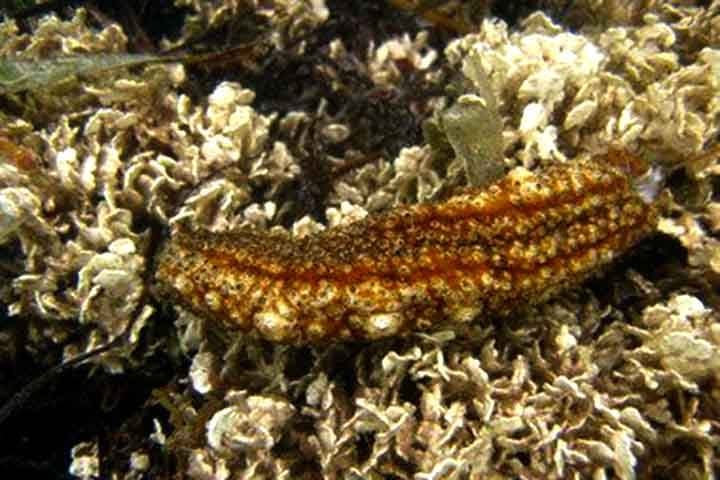 O 'fucosilado de condroitina sulfato' pode ser extraído do pepino-do-mar Holothuria floridana. Com ele, busca-se utilizar simulações computacionais e testes laboratoriais para identificar a eficácia da ação contra a Sulf-2.