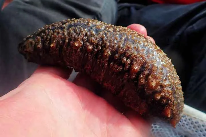 O composto marinho apresenta a vantagem de não interferir na coagulação sanguínea, diferente de outras drogas similares. Além disso, ao contrário dos mamíferos terrestres, esses animais marinhos não carregam o risco de transmissão de vírus para humanos.