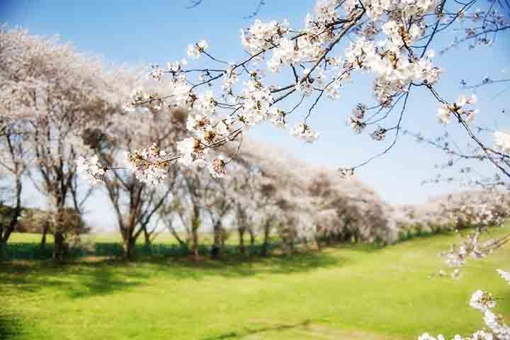 Além do Japão, outros países também cultivam e celebram essas árvores. O Brasil, por exemplo, possui cerejeiras em algumas regiões devido à imigração japonesa. 