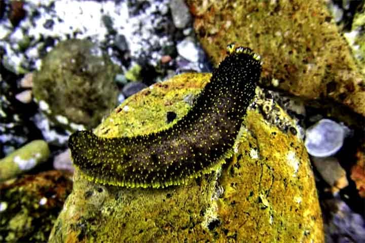 “Você não consegue toneladas de pepinos-do-mar. É preciso desenvolver uma rota química. Esse estudo envolveu espectrometria de massas, bioquímica, computação, inibição enzimática. Foi o esforço de todo um time”, destacou Pomin.
