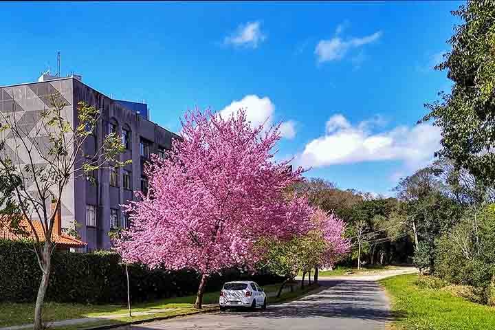 Além do seu significado poético e espiritual, as cerejeiras também tiveram um papel na história do Japão por conta da Segunda Guerra Mundial.