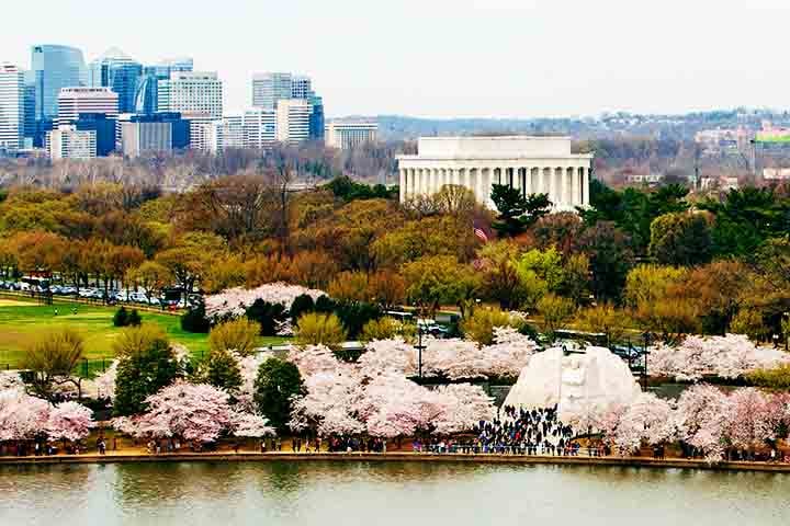O National Cherry Blossom Festival, por exemplo, acontece todo ano em Washington D.C,. capital dos EUA, celebrando as mais de 3.000 cerejeiras doadas pelo Japão em 1912. As árvores transformam a paisagem ao redor do Tidal Basin em um espetáculo de tons rosa e branco, atraindo milhões de visitantes.