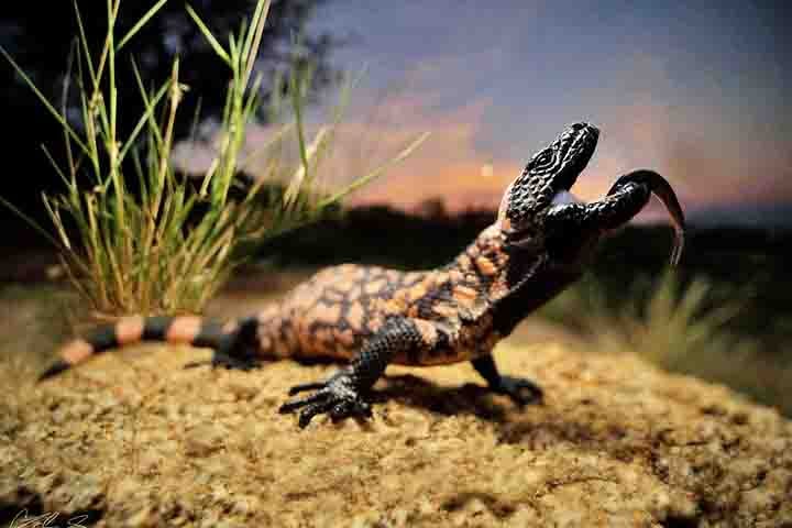 Ele é um dos poucos lagartos venenosos, o único do tipo registrado em território norte-americano. Um indivíduo da espécie pode chegar a 56 centímetros de comprimento e pesar quase dois quilos.

