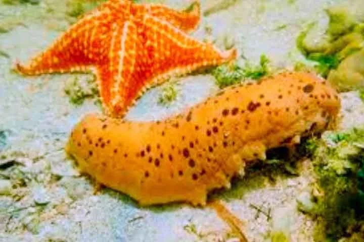 Uma epiderme simples recobre o esqueleto e possui endoesqueleto, que seria de forma interna, de placas calcárias articuladas macroscópicas, distribuídas pelo corpo.