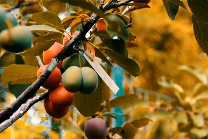 Pêssegos, ameixas, damascos, amêndoas, cerejas e nectarinas são algumas das espécies que nascem da árvore.
