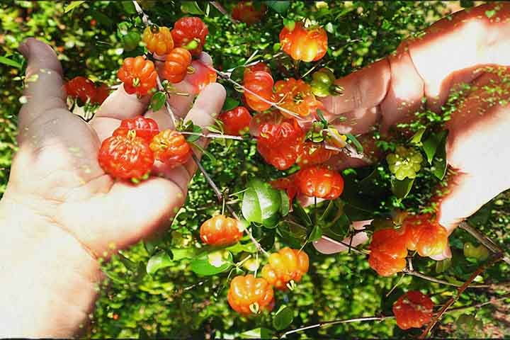 Em resumo, a pitanga é uma fruta tropical não apenas apreciada por seu sabor único, mas também por seus benefícios nutricionais e potencial para promover a saúde. Seu uso em diversas receitas e sua rica composição de vitaminas e antioxidantes fazem dela um componente valioso para uma dieta equilibrada e saudável.