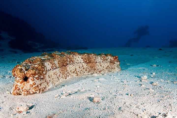 Ao se alimentarem dos sedimentos, eles removem matéria orgânica em decomposição, ajudando a manter a qualidade da água e do substrato marinho. 